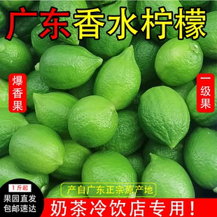 广东香水柠檬新鲜一级果江门果园直发青柠檬奶茶冷饮店专用1斤起