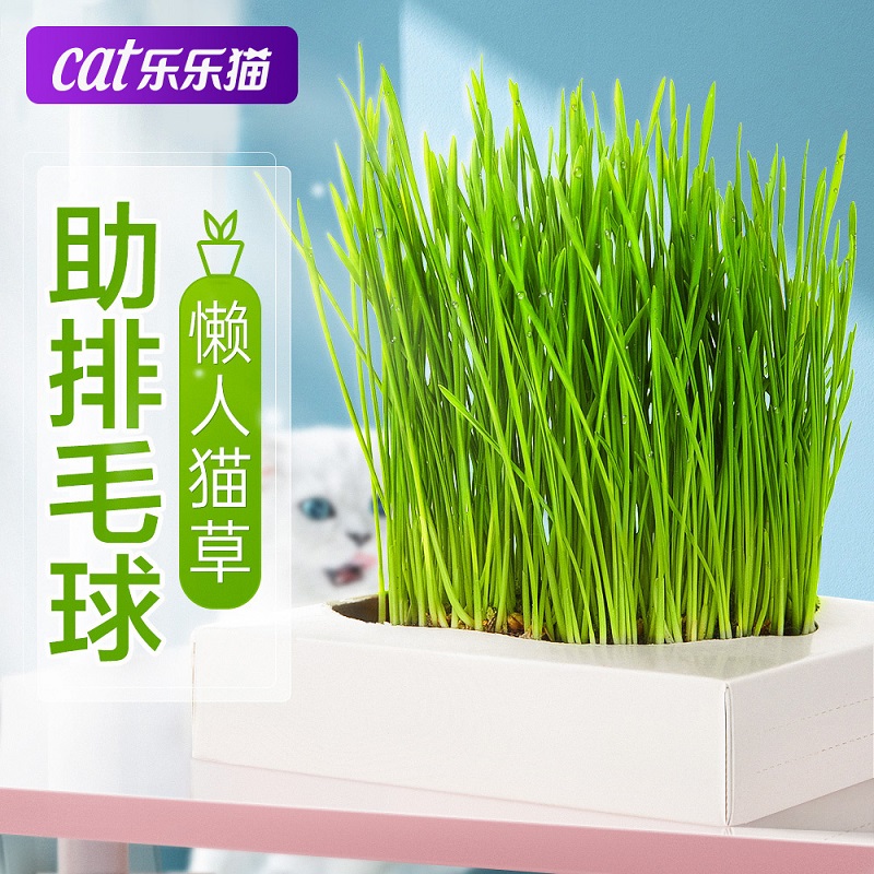 猫草已种好猫咪去毛球猫草种籽种植盆栽水培种子化毛无土懒人猫草