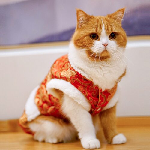 猫咪过年喜庆唐装新年