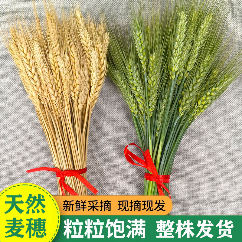 天然原色青麦穗新鲜花束开业道具小麦穗真花儿时火烤青麦穗可食用