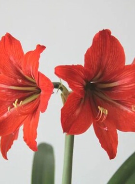 国产朱顶红大种球对对红盆栽对子莲土朱顶室内四季易成活种植花卉