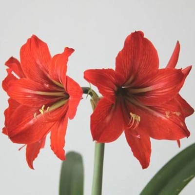 朱顶红盆栽当年开花种球包邮