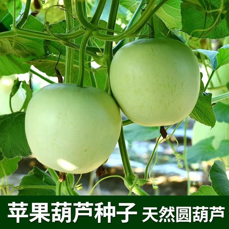 葫芦种子苹果葫芦种子柿子葫芦种子圆葫芦种籽蝈蝈葫芦种子可食用