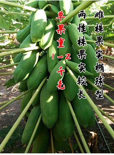 种菜记台湾农友红妃CX037杂交木瓜种子水果种子春季播种基地种植