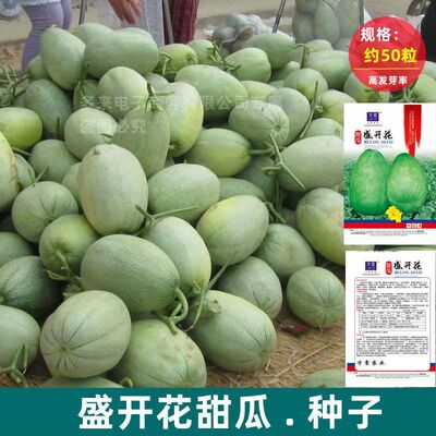 盛开花甜瓜种子超甜香瓜籽绿皮绿肉早熟高产春秋季种瓜果种籽新疆