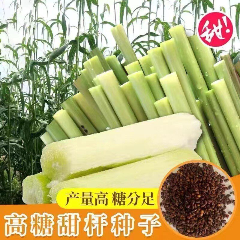 超甜甜杆种子 春夏秋四季播甘甜多汁 水果甜高粱杆籽北方小甘蔗孑