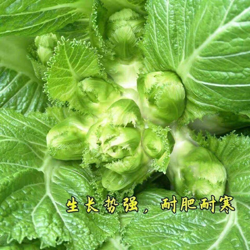 儿菜种子特产宝宝菜娃娃菜抱子芥菜秋季蔬菜籽早熟农家