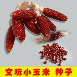 文玩玉米种子红色玛瑙玉米种籽迷你小粒红玉米种子