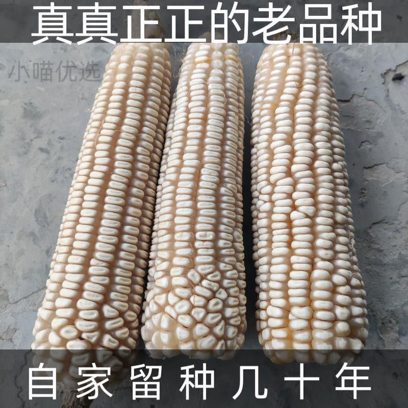 70年代老品种玉米白马牙玉米粒传统农家可留种老式笨玉米种子