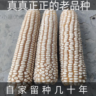 70年代老品种玉米白马牙玉米粒传统农家可留种老式笨玉米种子