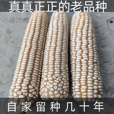 70年代老品种玉米白马牙玉米粒传统农家可留种老式笨玉米种子