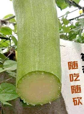 神奇砍瓜种子随吃随砍爬藤南瓜高产菜园蔬菜种子