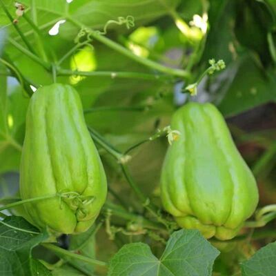 佛手瓜种子可农家田园春夏种植蔬菜种子 高产量易成活种子籽