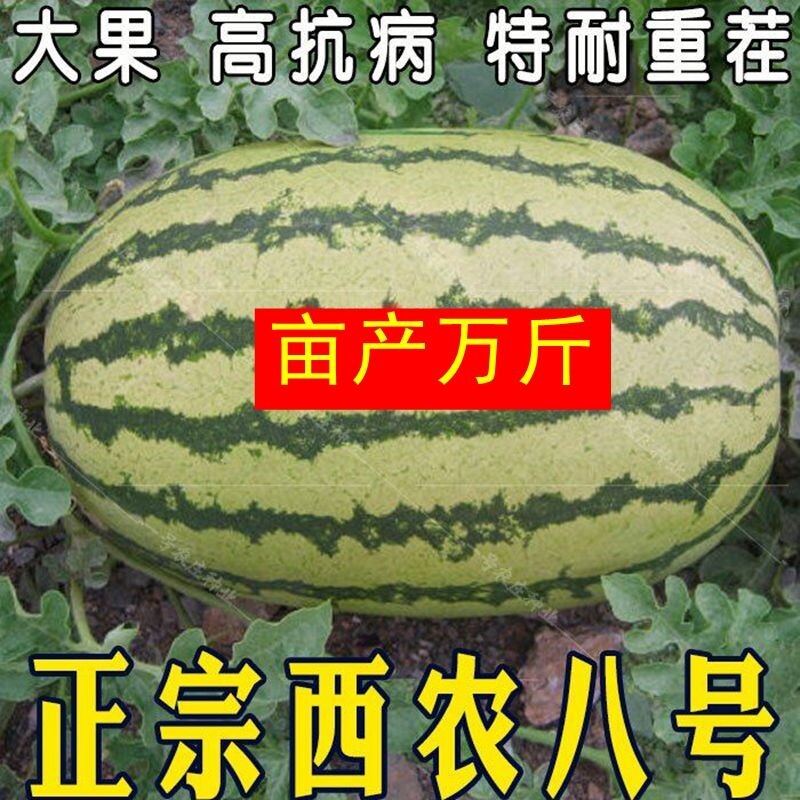 正宗西农8号西瓜种子 特大巨型西瓜种籽大果大田高产抗病口感沙甜