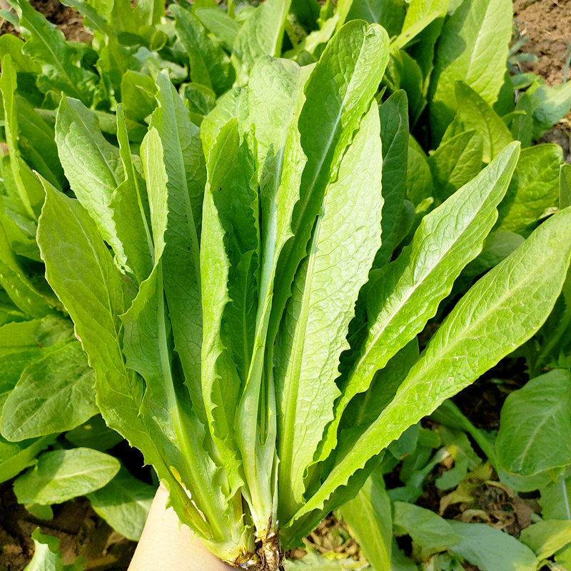 四季油麦菜种子花叶紫红色油麦菜籽春秋季阳台种菜青菜籽蔬菜种孑