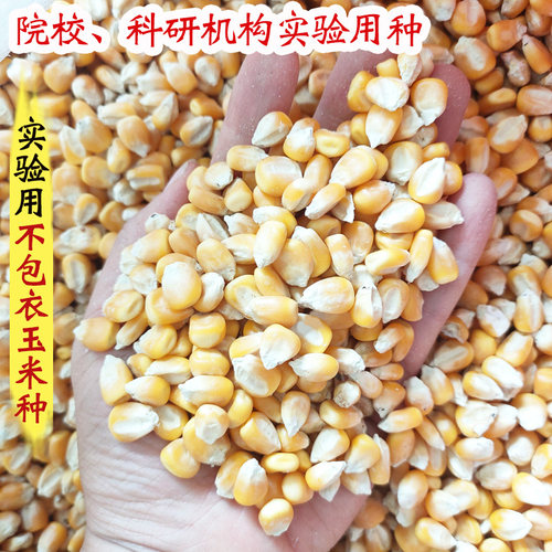 不包衣实验用种精选郑单958