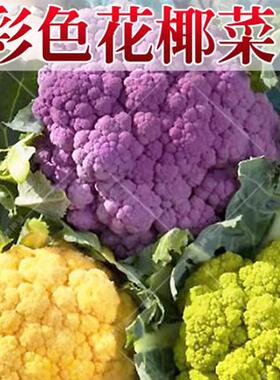 彩色花椰菜种子宝塔菜种籽黄紫色花菜种籽四季蔬菜种孑农家春秋季