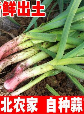 现挖新鲜露地红皮蒜苗5斤大蒜苗嫩青蒜苗紫红根带泥农家无蓝药水
