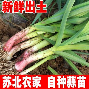 现挖新鲜露地红皮蒜苗5斤大蒜苗嫩青蒜苗紫红根带泥农家无蓝药水