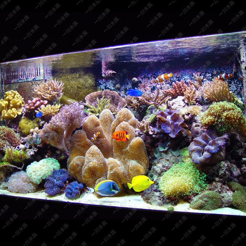 一川水族 水母缸工程承揽 海水鱼定制 大型超白玻璃鱼缸定制