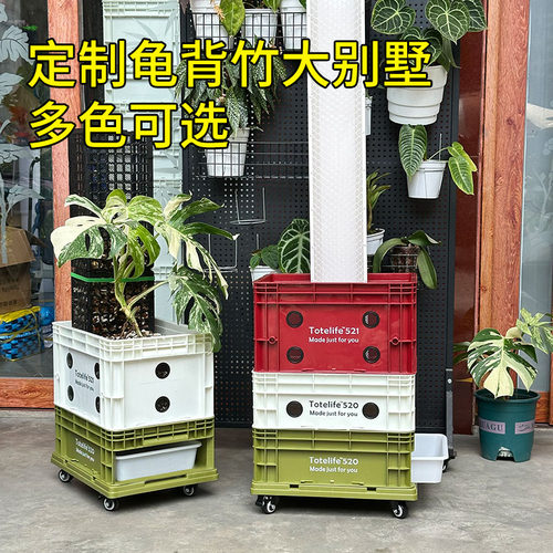 龟背竹周转箱象耳芋种植箱花箱