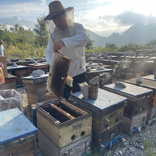 农家自产纯正天然无添加百花蜜五倍子九龙藤蜂蜜无加工原蜜