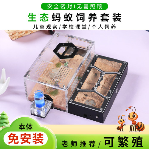 蚂蚁巢前哨基地饲养蚂蚁