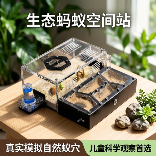 蚂蚁巢前哨基地饲养蚂蚁