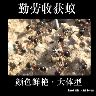 勤劳收获蚁 国产大型收获蚁 吃种子爱干净 宠物蚂蚁 蚂蚁工坊牧场