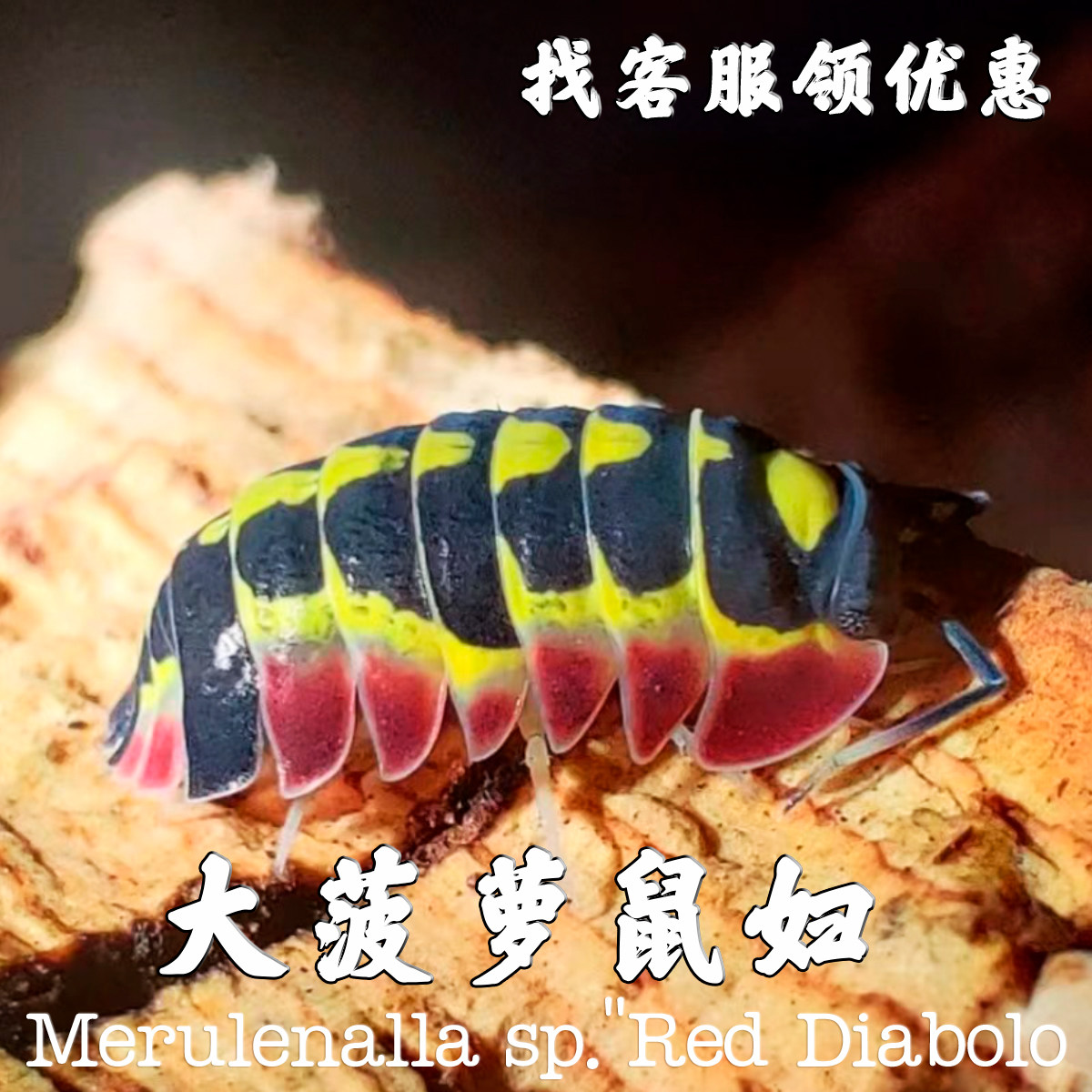 大菠萝鼠妇爬宠物西瓜虫子昆虫桌面好养懒人寝室学生实验迷你宠物