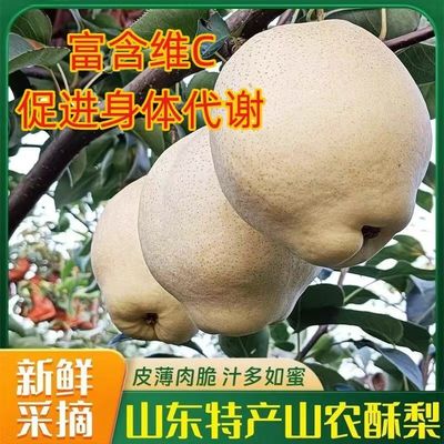 正宗山东山农酥梨脆甜多汁皮薄无渣当季新鲜孕妇水果整箱包邮