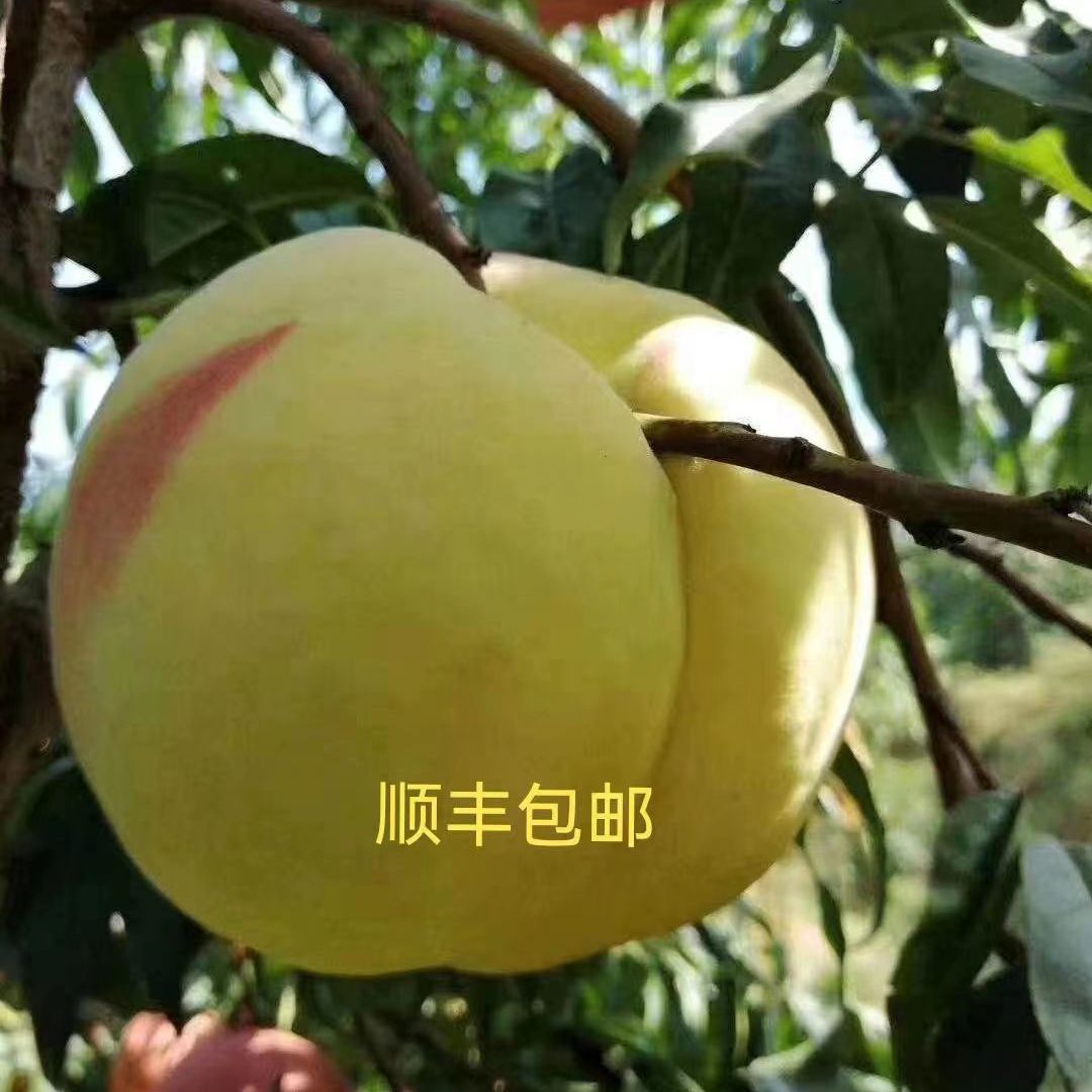 现摘当季正宗肥城大佛桃中华寿桃香甜多汁礼盒装孕妇新鲜水果