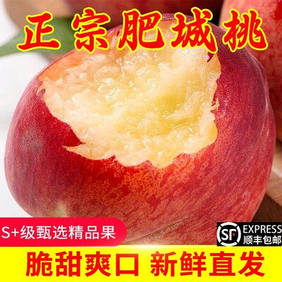 现摘山东肥城正宗水蜜桃脆甜多汁新鲜孕妇水果整箱包邮
