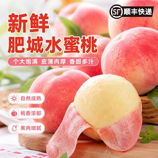 现摘山东肥城水蜜桃当季新鲜水果软甜多汁