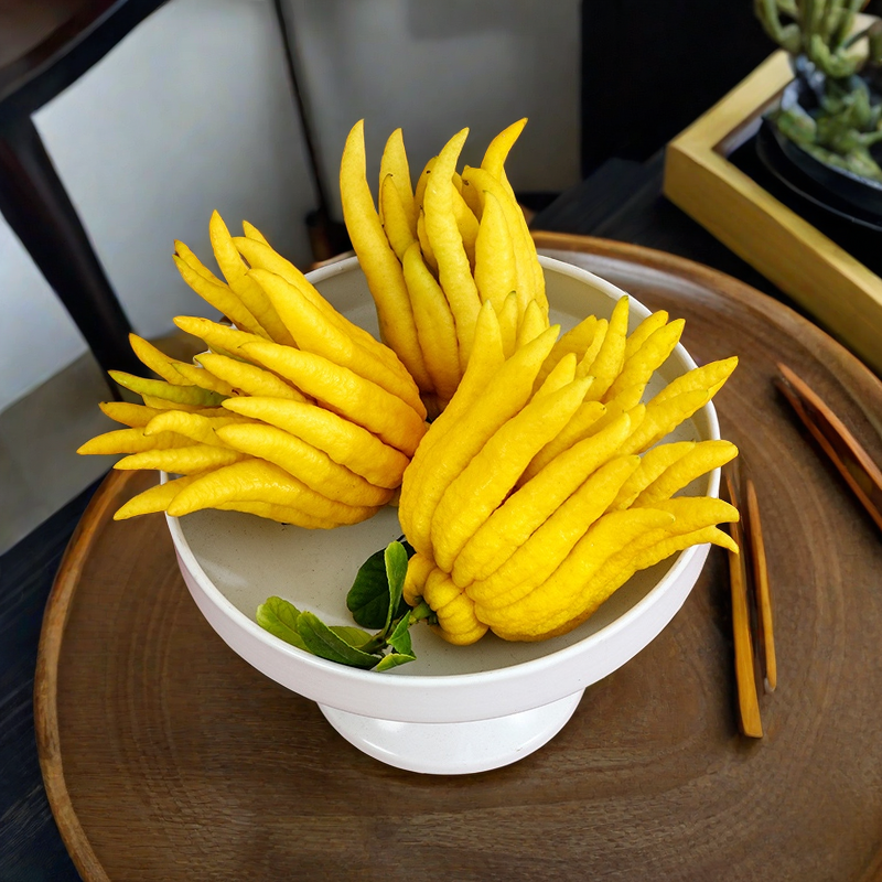 现摘现发佛手柑佛手瓜带枝水养金华佛手香橼清供观赏水培小佛手果