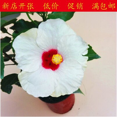 丹麦 木槿牡丹花苗盆栽，木本植物四季常开花似桑叶大红喜光