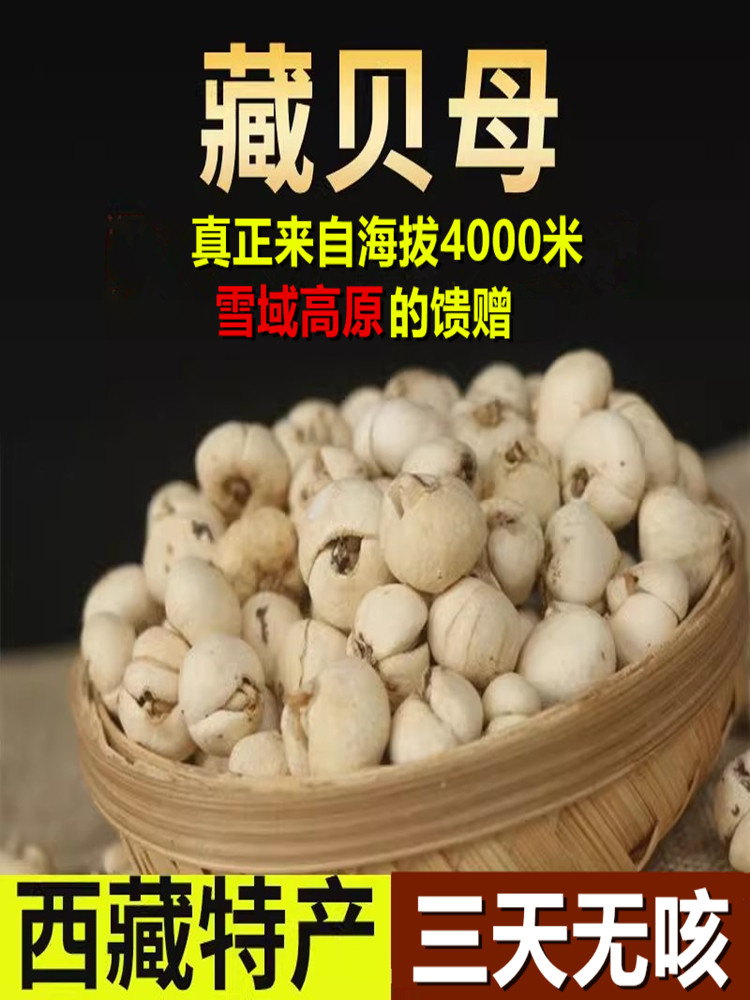 西藏野生藏贝母50克正宗藏贝中药材官方旗舰店正品非川贝粉川贝母
