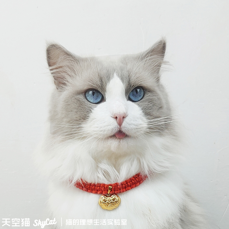 猫咪长命锁手工小猫项圈猫牌布偶项链幼猫金锁用品可爱宠物饰品-封面