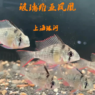 玻利维亚凤凰鱼热带鱼观赏鱼慈鲷淡水鱼金波子鱼草缸鱼短鲷鱼好养