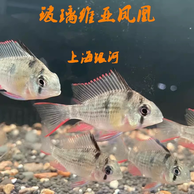 凤凰鱼热带淡水鱼好养易活短鲷鱼