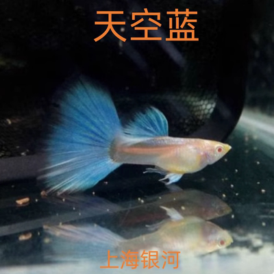 天空蓝孔雀鱼新手入门练手鱼