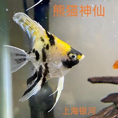 熊猫神仙鱼熊猫燕鱼观赏鱼