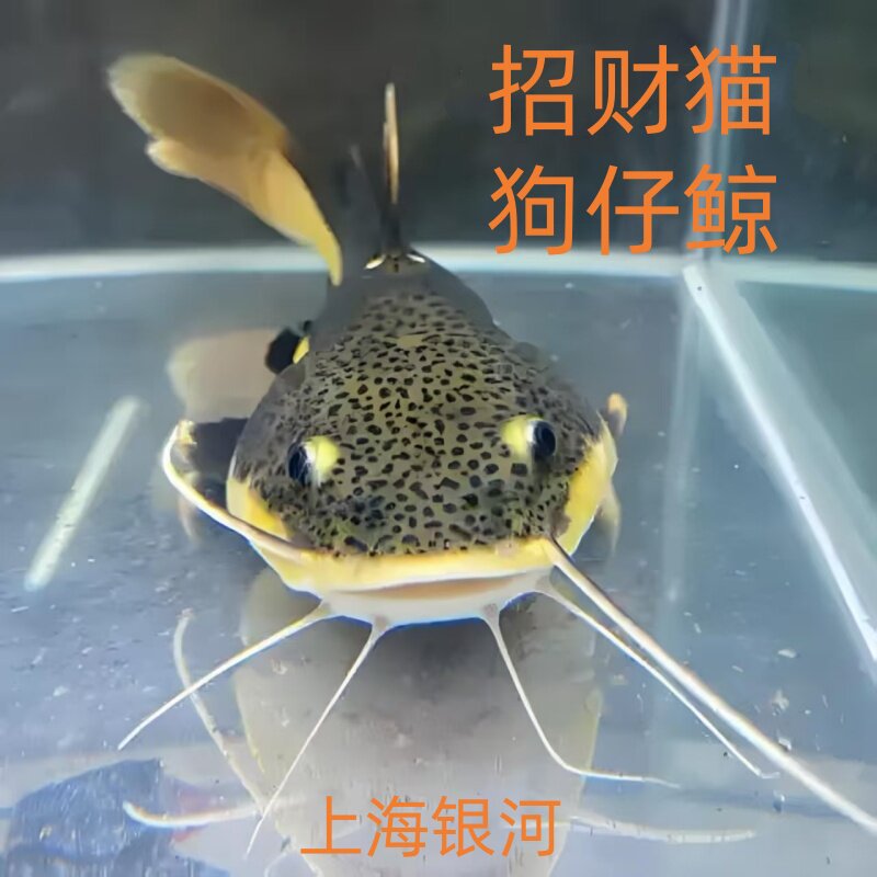 狗仔鲸鱼招财猫鱼热带观赏鱼大型龙鱼配鱼红尾猫鱼好养易活发财鱼
