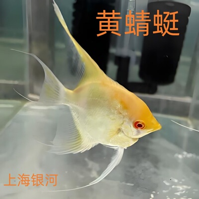 黄蜻蜓神仙鱼秘鲁神仙燕鱼观赏鱼