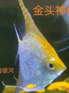 金头神仙鱼金顶神仙燕鱼观赏鱼