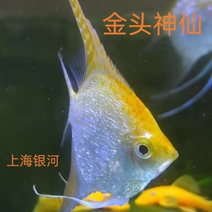 金头神仙鱼秘鲁神仙燕鱼观赏鱼活体鱼埃及神仙鱼金顶神仙热带鱼