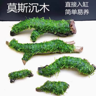 鱼缸造景莫斯沉木天然真水草慕斯草阴性水榕木头好养易活莫斯树