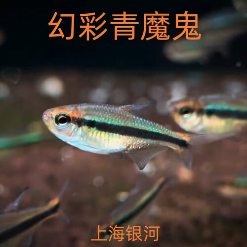 幻彩青魔鬼灯鱼高端稀有灯科鱼