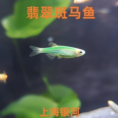 绿翡翠蝶翼斑马鱼孔雀鱼灯鱼