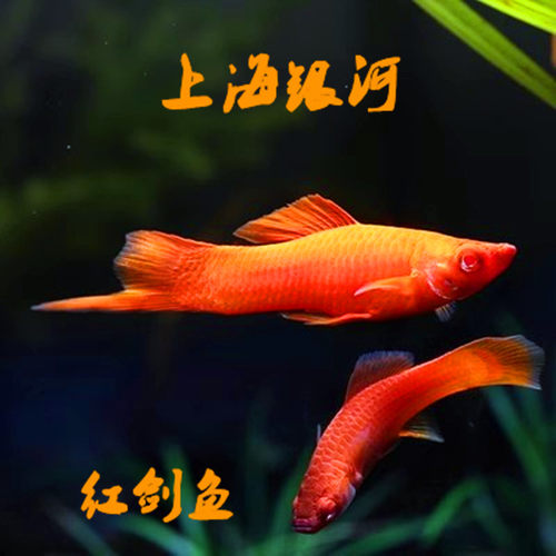 胎生鱼热带淡水鱼颜色鲜艳好养